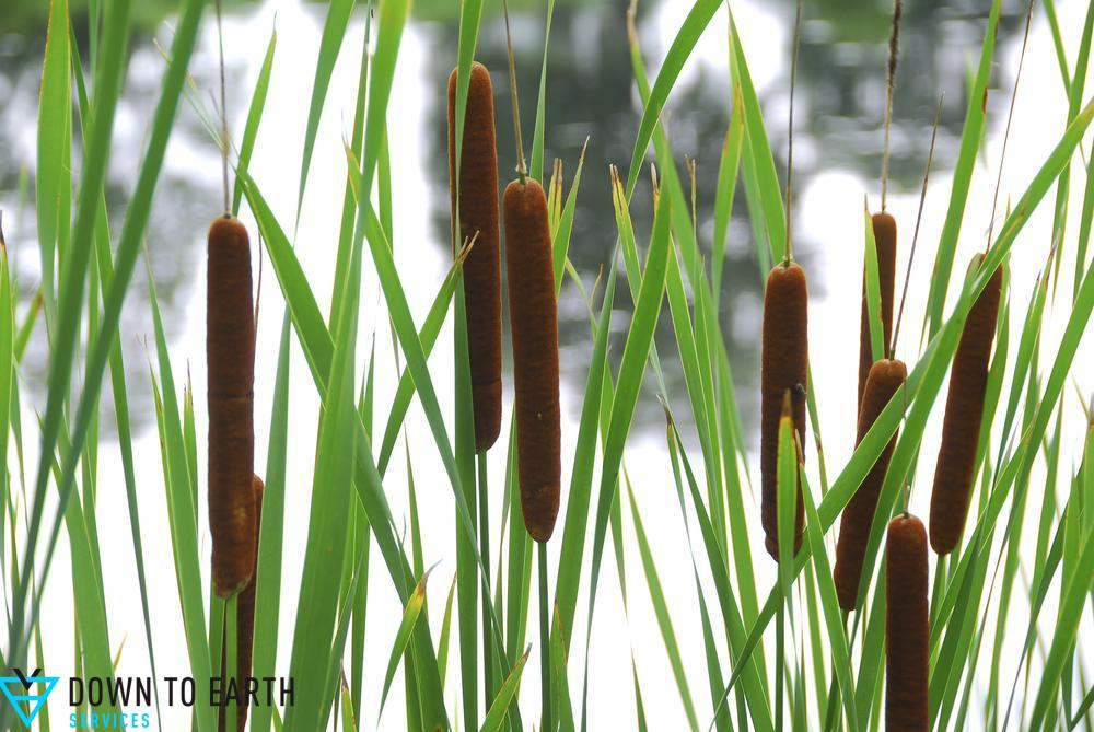 cattails